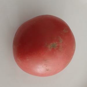邯郸老品种西红柿——毛粉西红柿